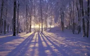 Snowy forest clearing with sunlight filtering through tall trees
